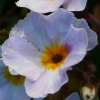 primula Amy Smith - abriachan nurseries